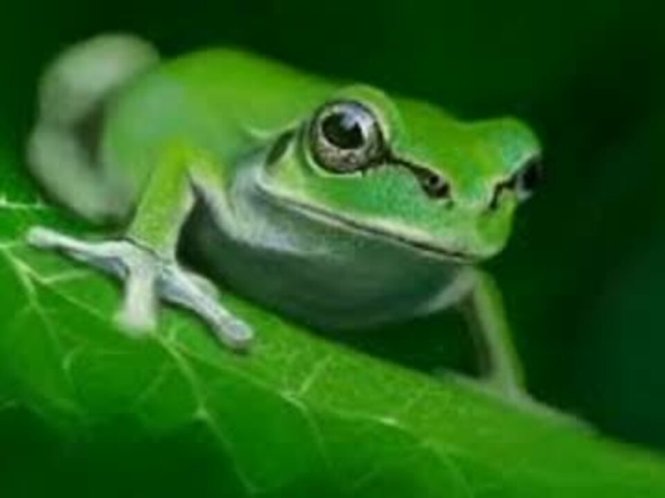 うんこちゃんとアマガエル