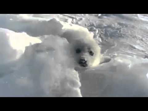 seal 2 (joeyclassic)