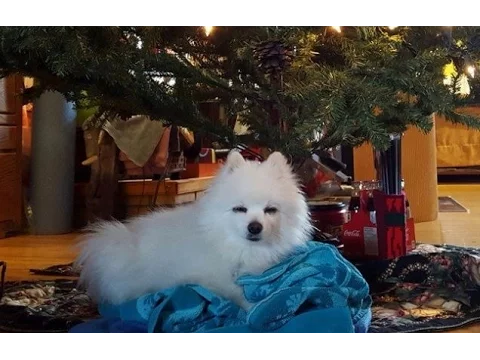 Gabe - All I want for Christmas is You