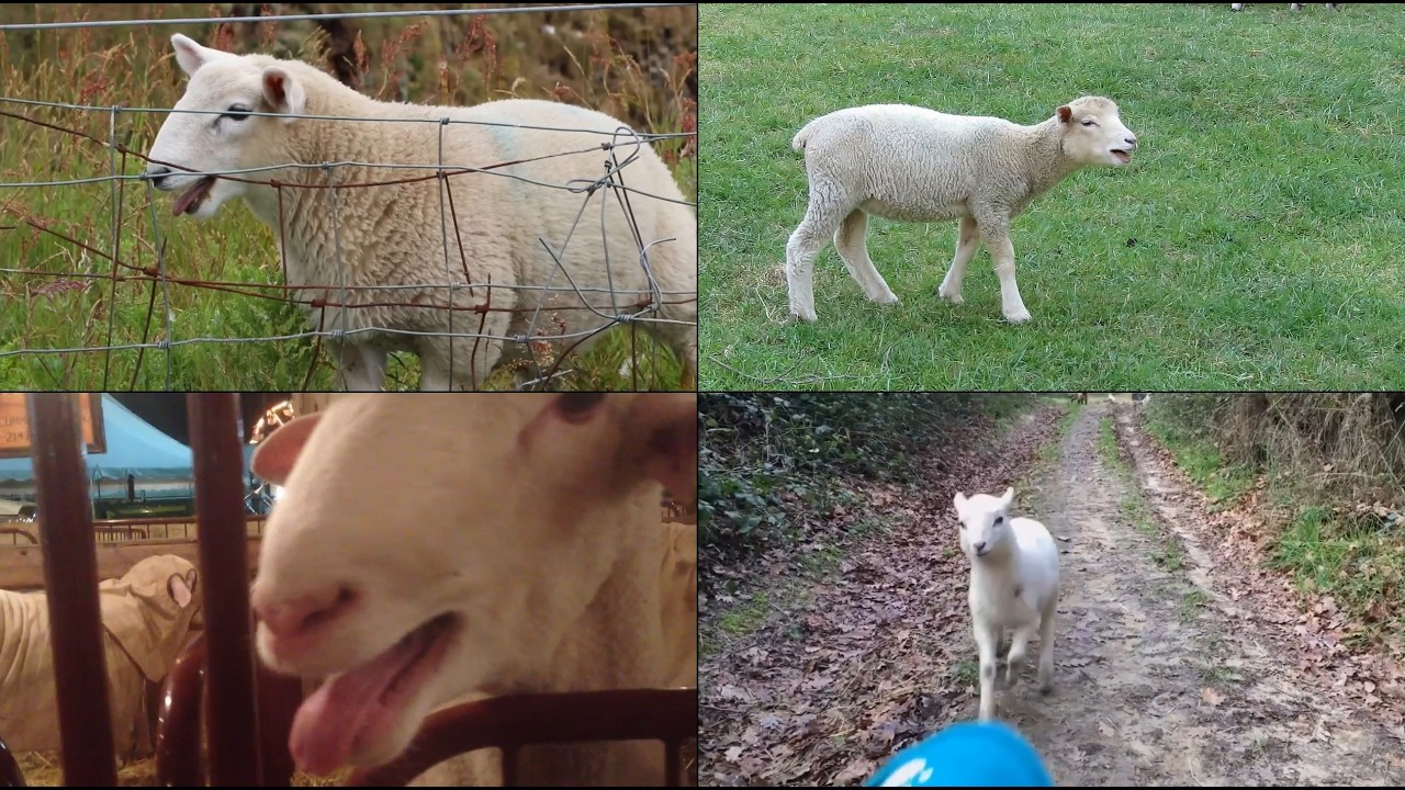 Aphex Twin - April 14th (Sheep Cover)