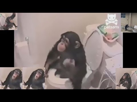 monkey, regret, bathroom