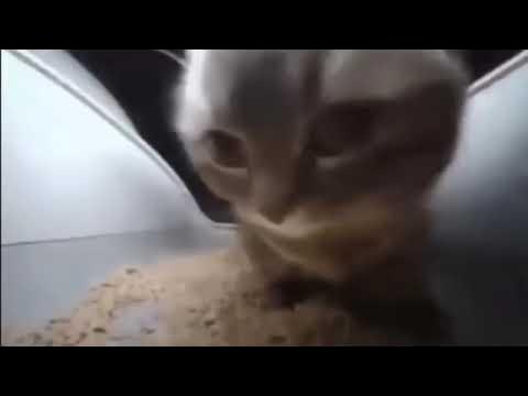 chipi chipi chip chip [REMASTERED]
