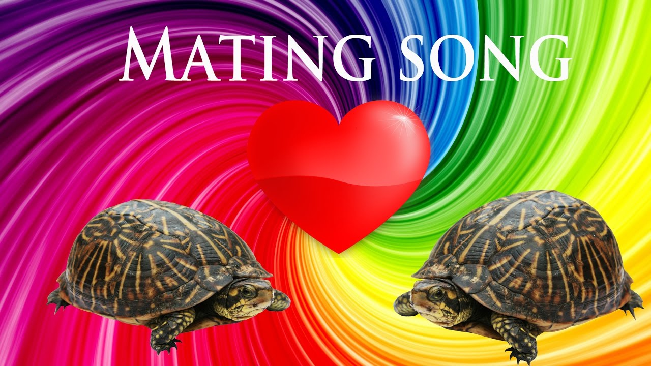 The Mating Song