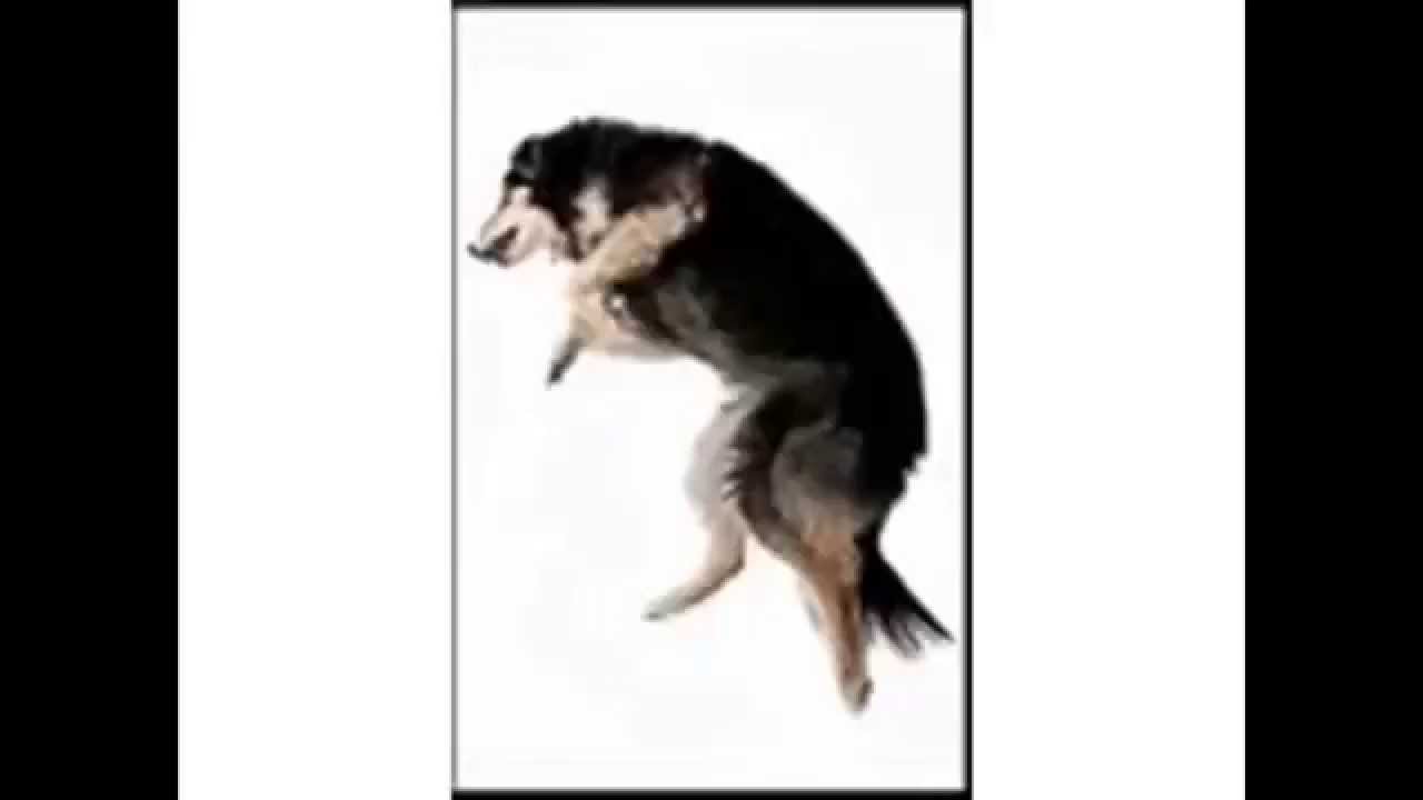 dog dancing gradius 2 heavy blow