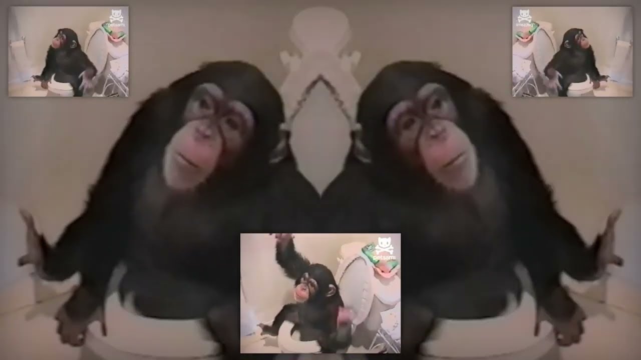 monkey falls into toilet. hilarity ensues.
