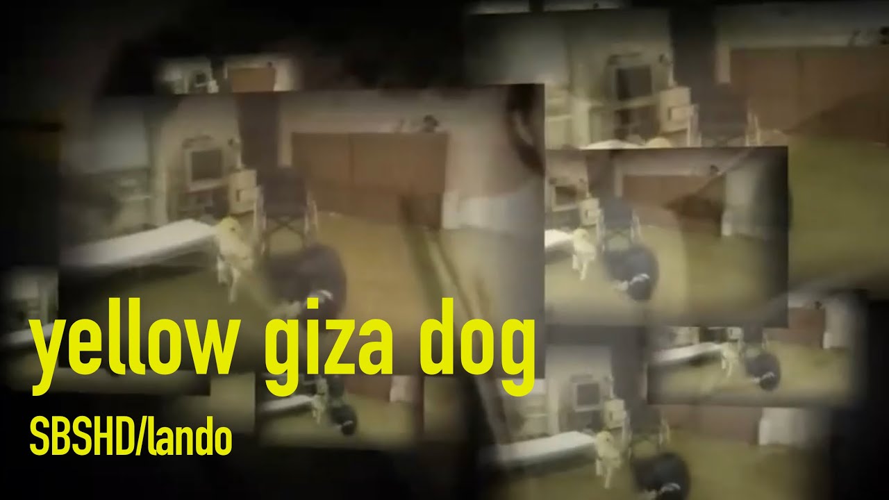 [합필갤 고전작품] S.Y.H - yellow giza dog