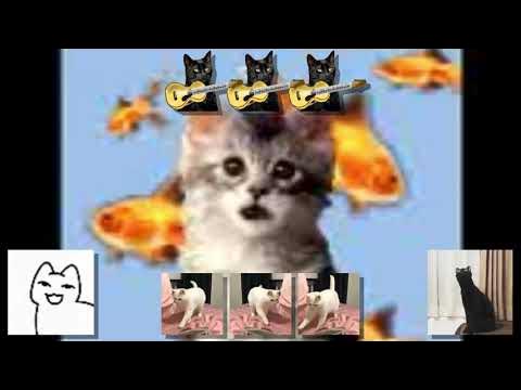 Пачка котиков