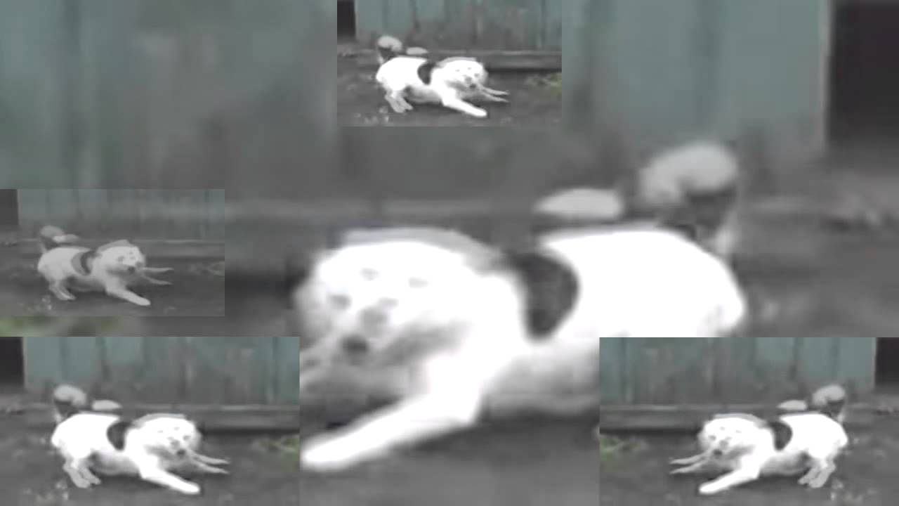 what is dog LOL