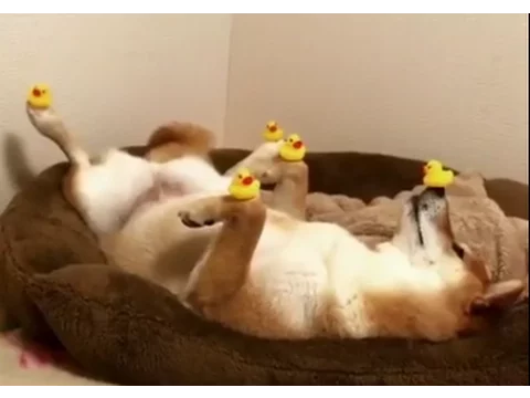 ocean doge
