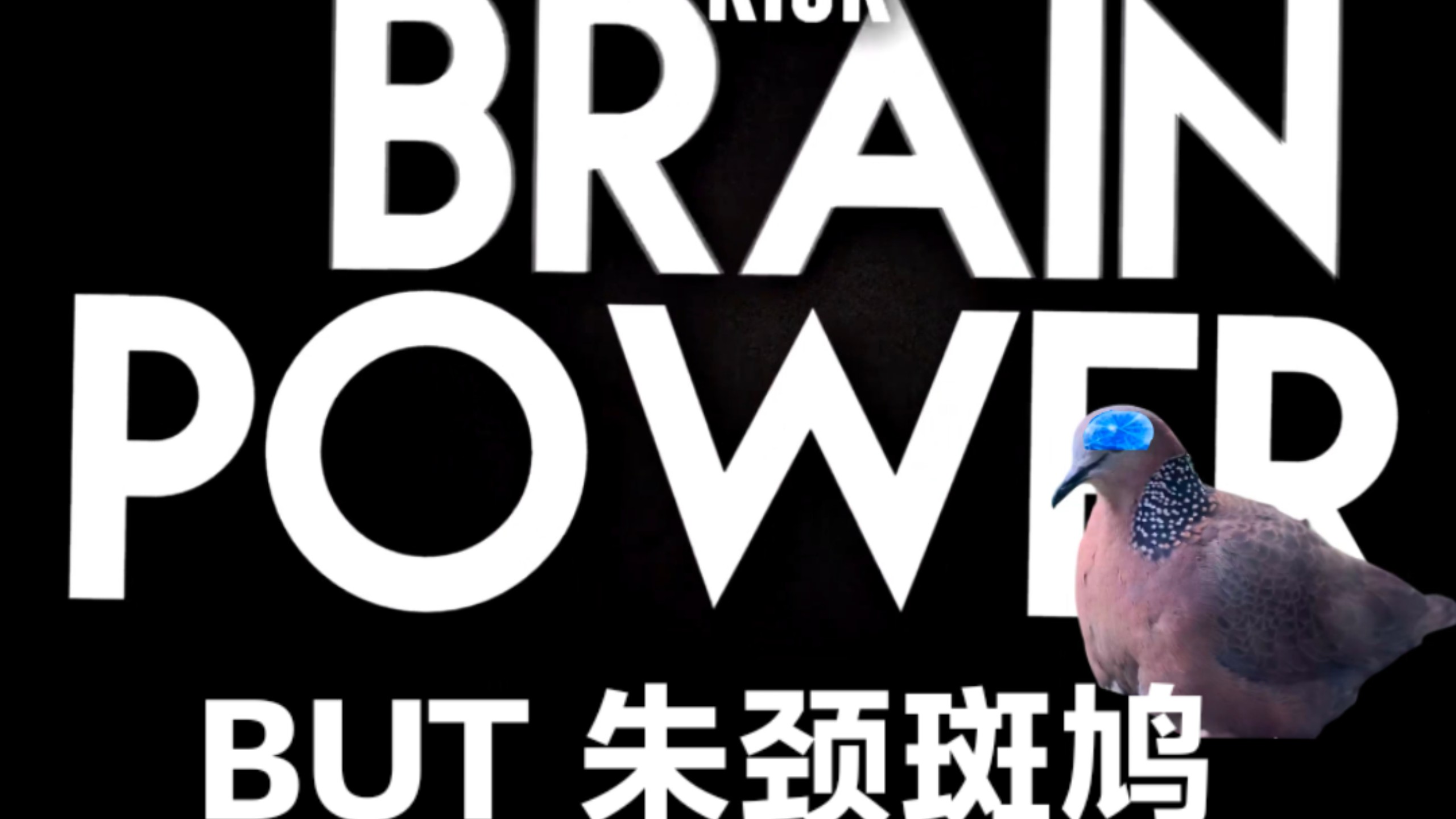[光敏性癫痫慎入]⚡bird power⚡⚡鸠脑力量⚡