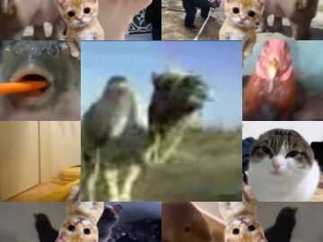 camello camello