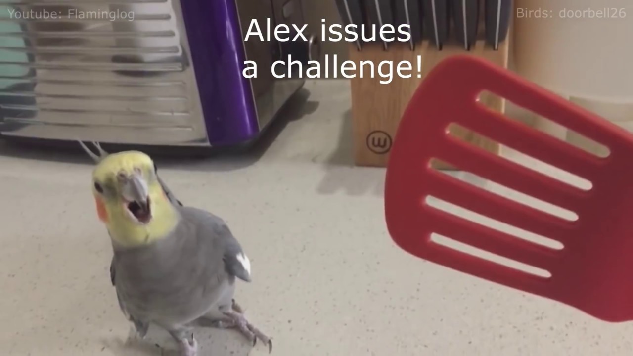 Gourmet Honk