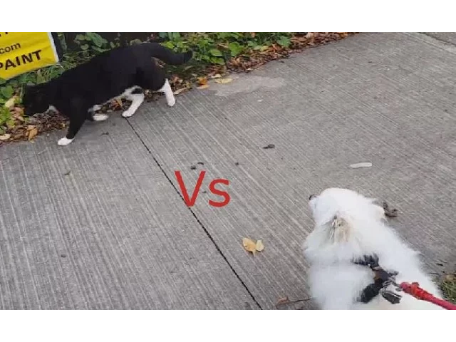 Gabe complains about cattos (with subtitles)