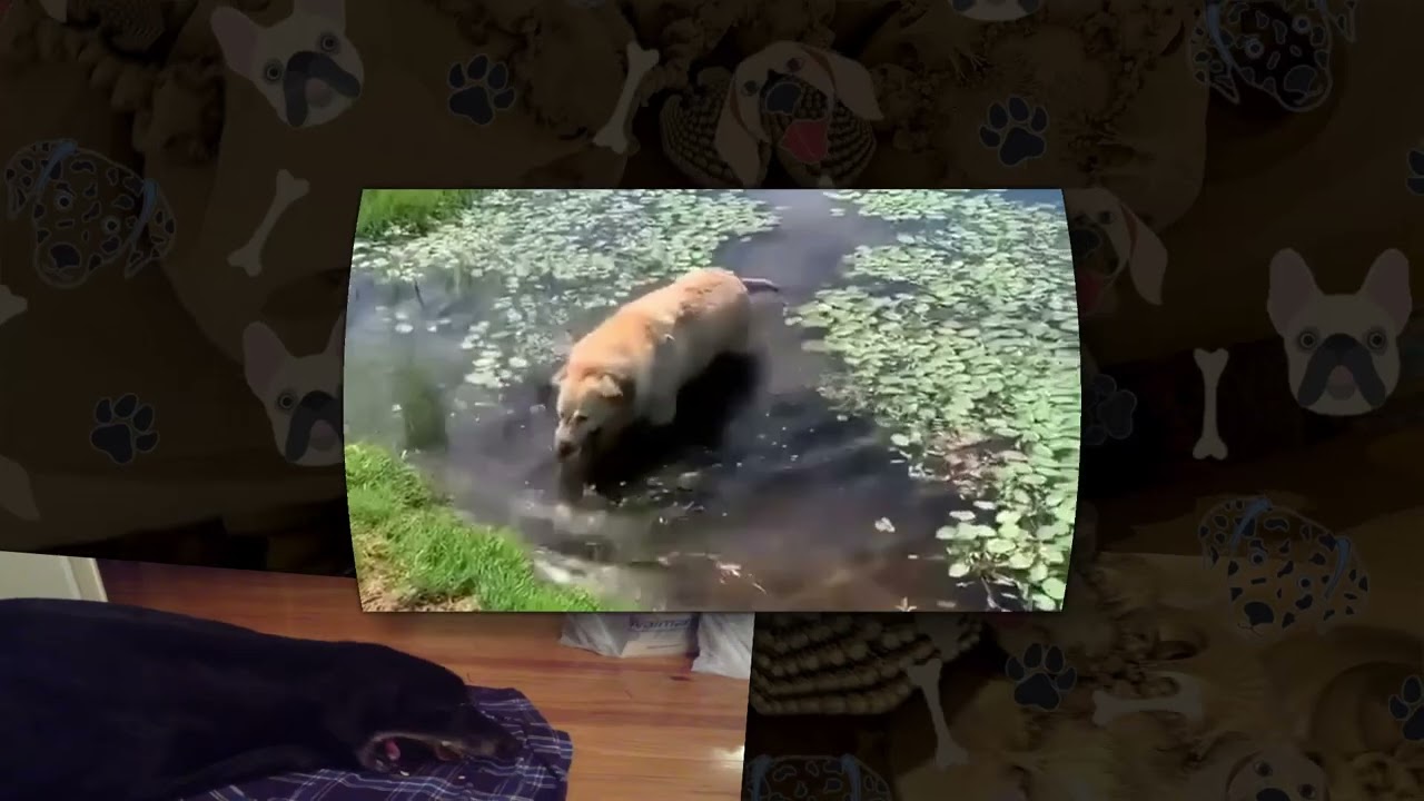 [YTPMV] However, still gagging