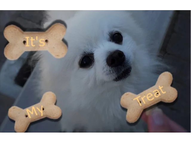 Gabe the dog - It's my Treat