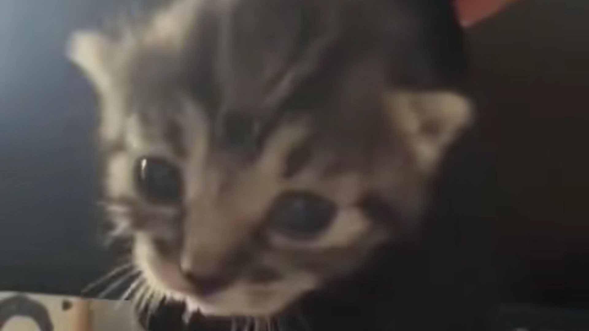 小猫的「脑袋空空」