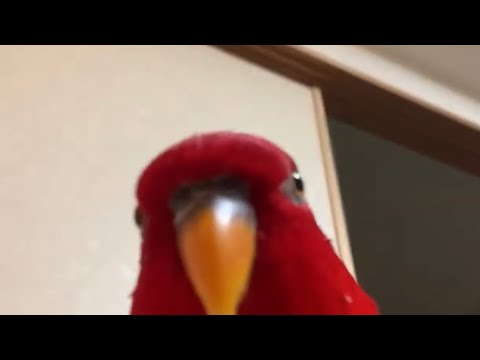 (YTPMV) Parrot Field 2