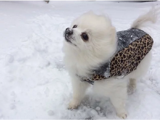 Gabe the Snowdog