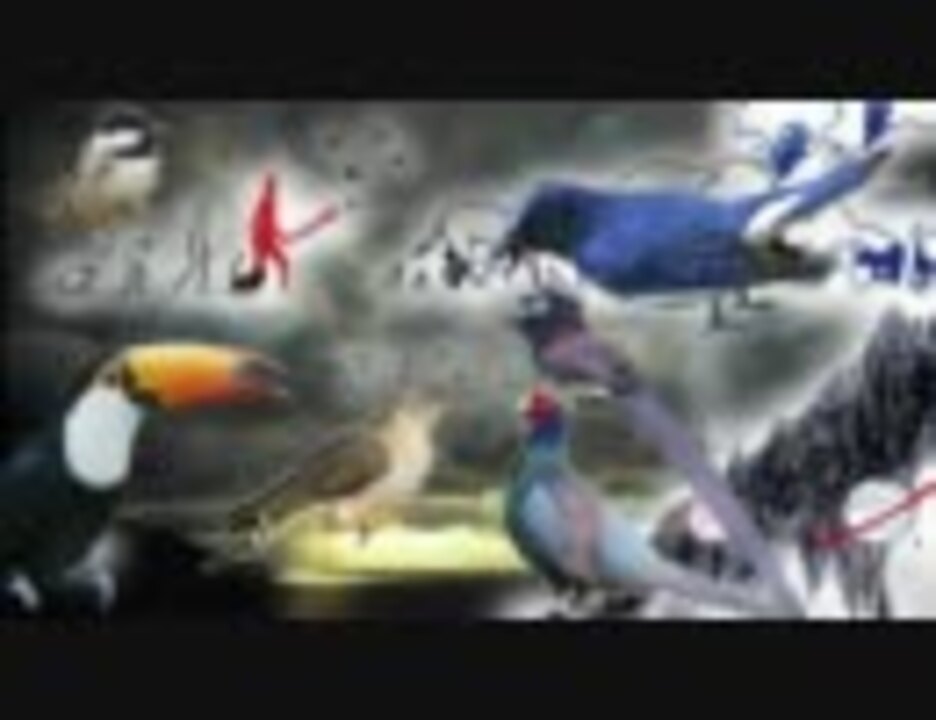 鳥の気持ち
