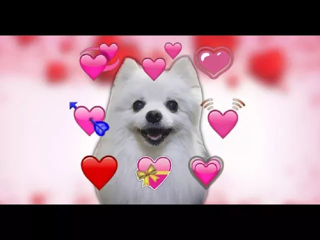 you so precious when you bork ❤️