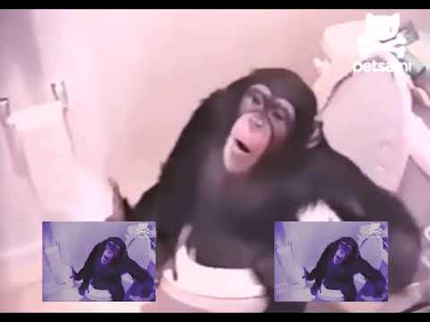 monkey in my bathrune