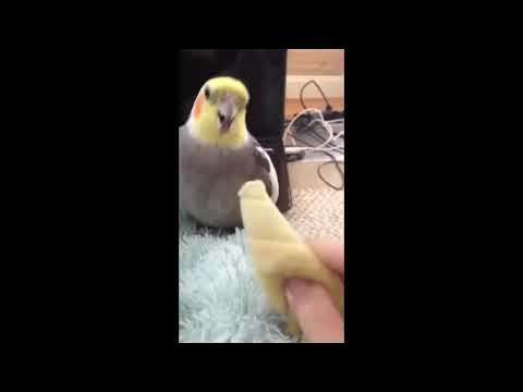 YTPMV || Pillar Birb's Revenge