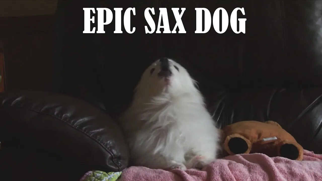 Gabe the Dog - Epic Sax Dog