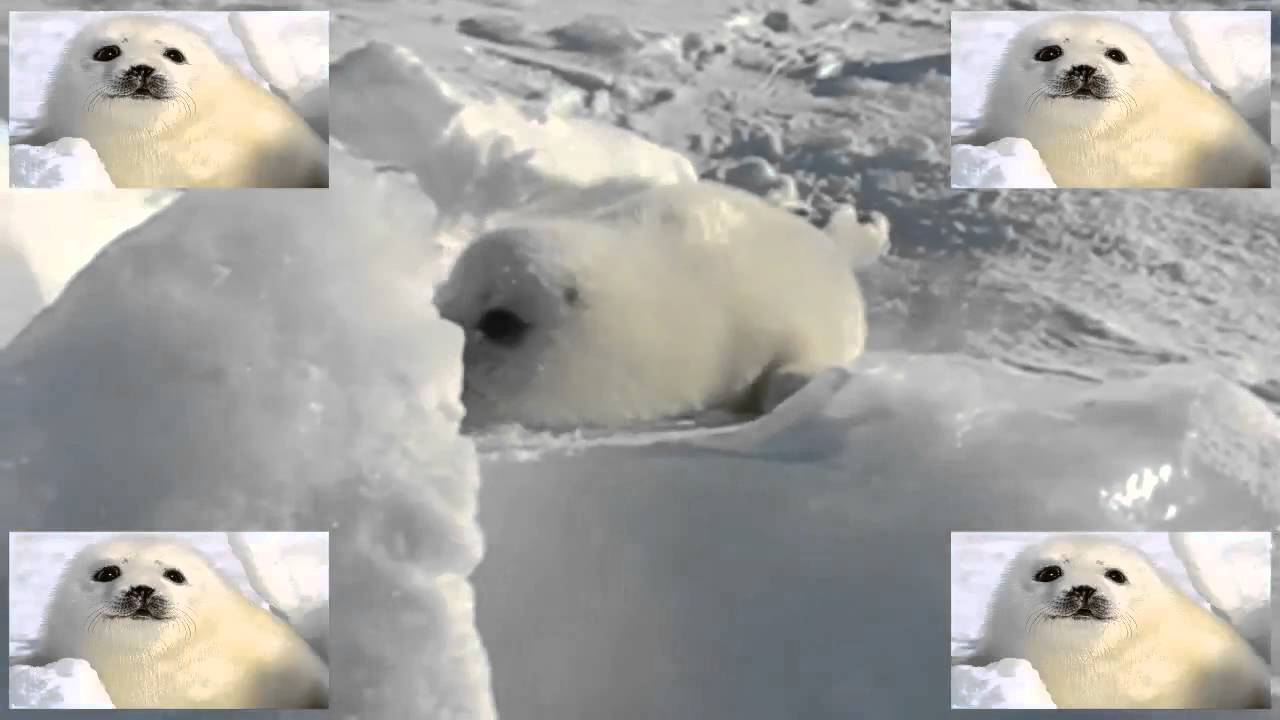 seal the 3rd (joeyclassic)