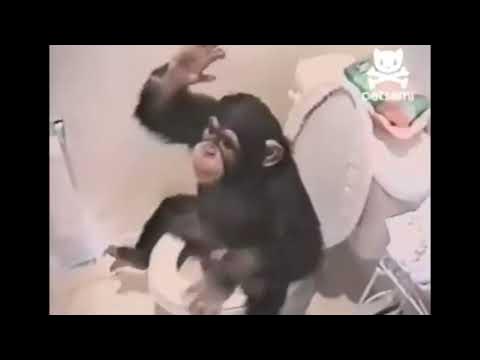 モンキーワンダー