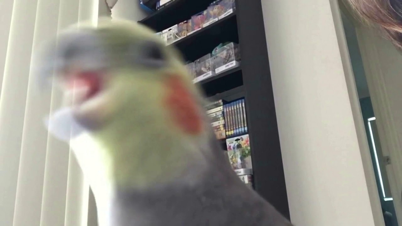 HONK POWER