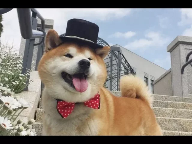 Mr. Shibeman