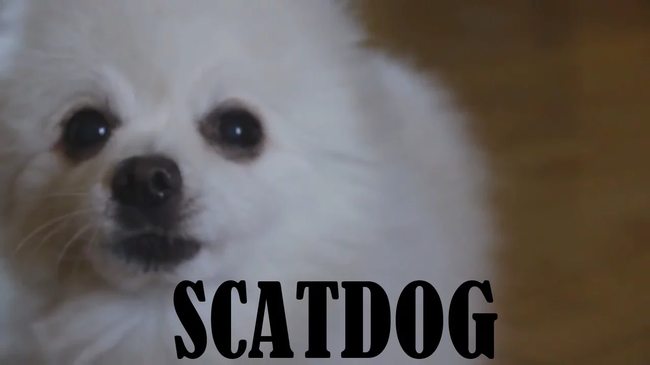 Gabe the Dog - Scatdog (Scatman John - The Scatman)