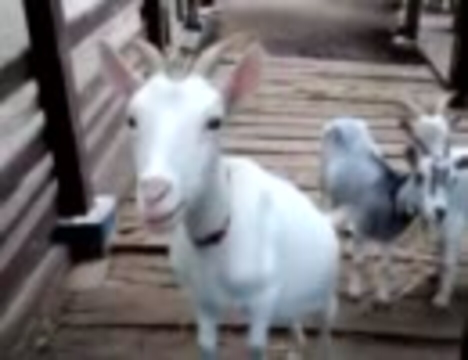 動物スカイハイ