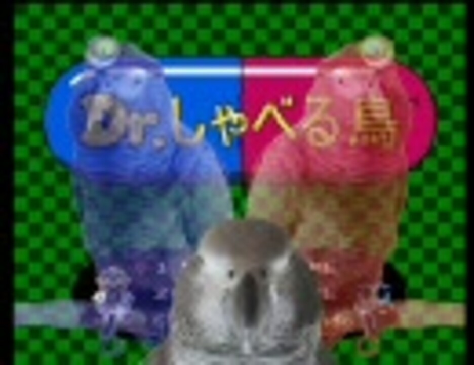 【ヨウム】 Dr.しゃべる鳥 【着インコ】