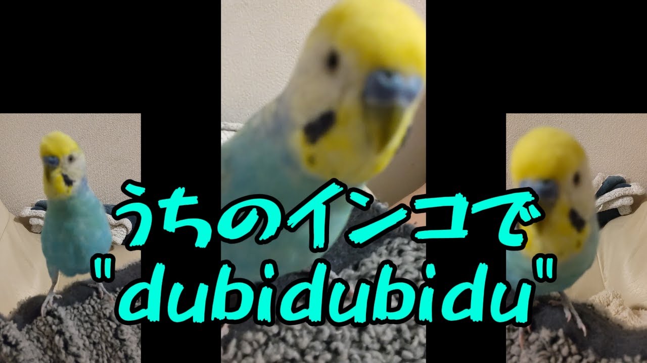 うちのインコでMAD作った【チピチピチャパチャパ】