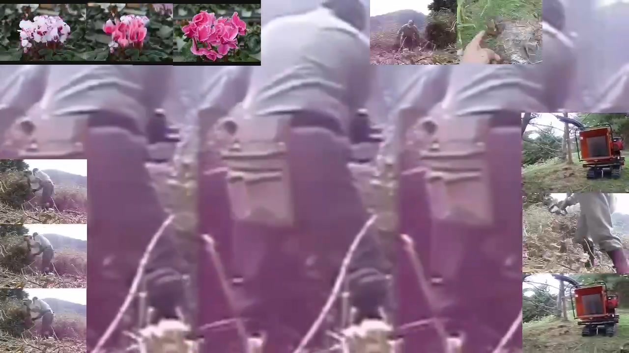 蓬莱幻草刈り〜far weed