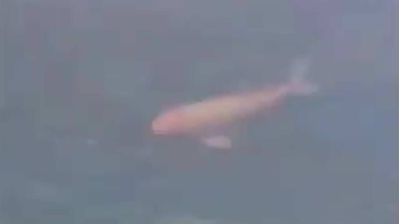 鯉