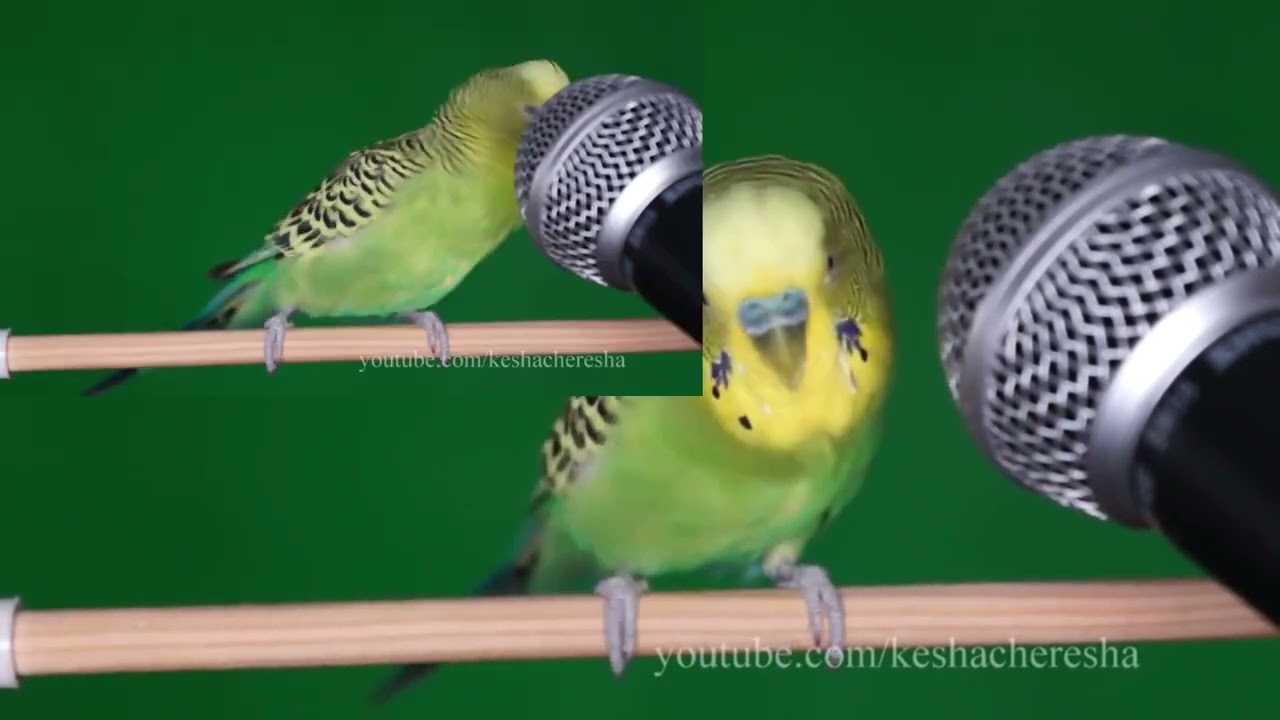 Parrot sings "U.N. Owen was her?"