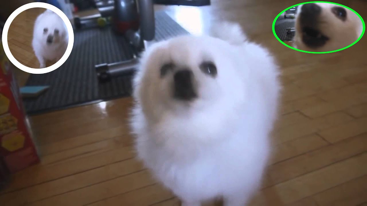 Spidogger Dance [YTPMV]