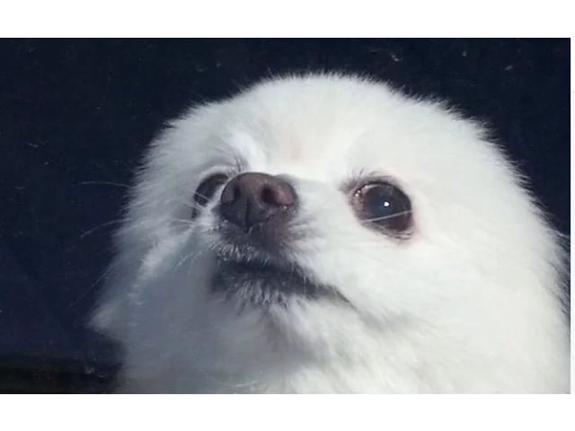 and they don't stop borkin'