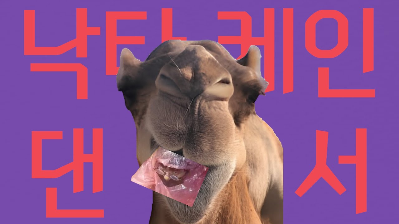 낙타 케인 댄서 [라이어 댄서]