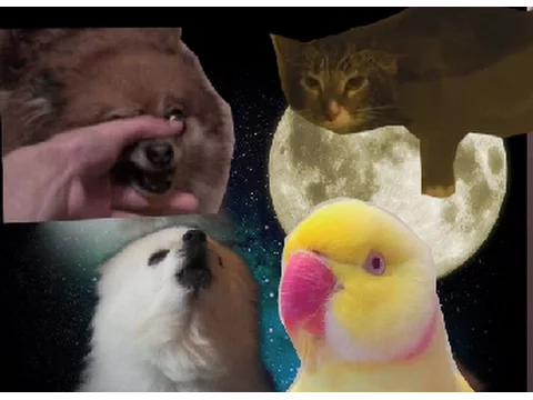 Howling in the moonlight [Animal cover]