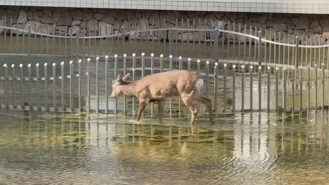 鹿さんやります ねぇ