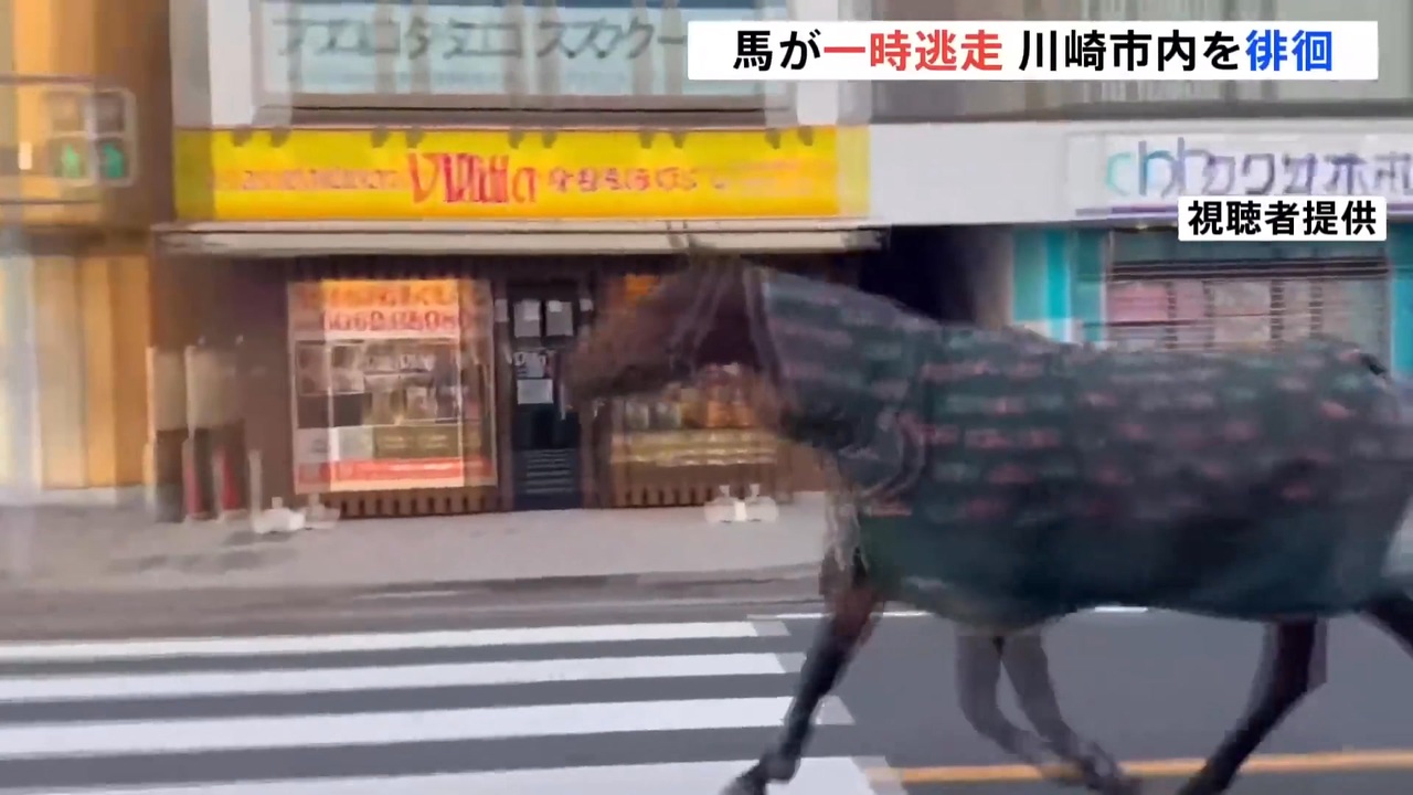 街を徘徊してる馬又