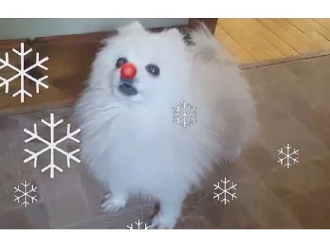 Gabe the red nosed Doggo