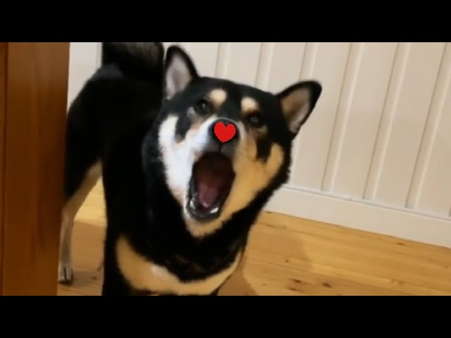 Shiba Max sings Dynamite(BTS)