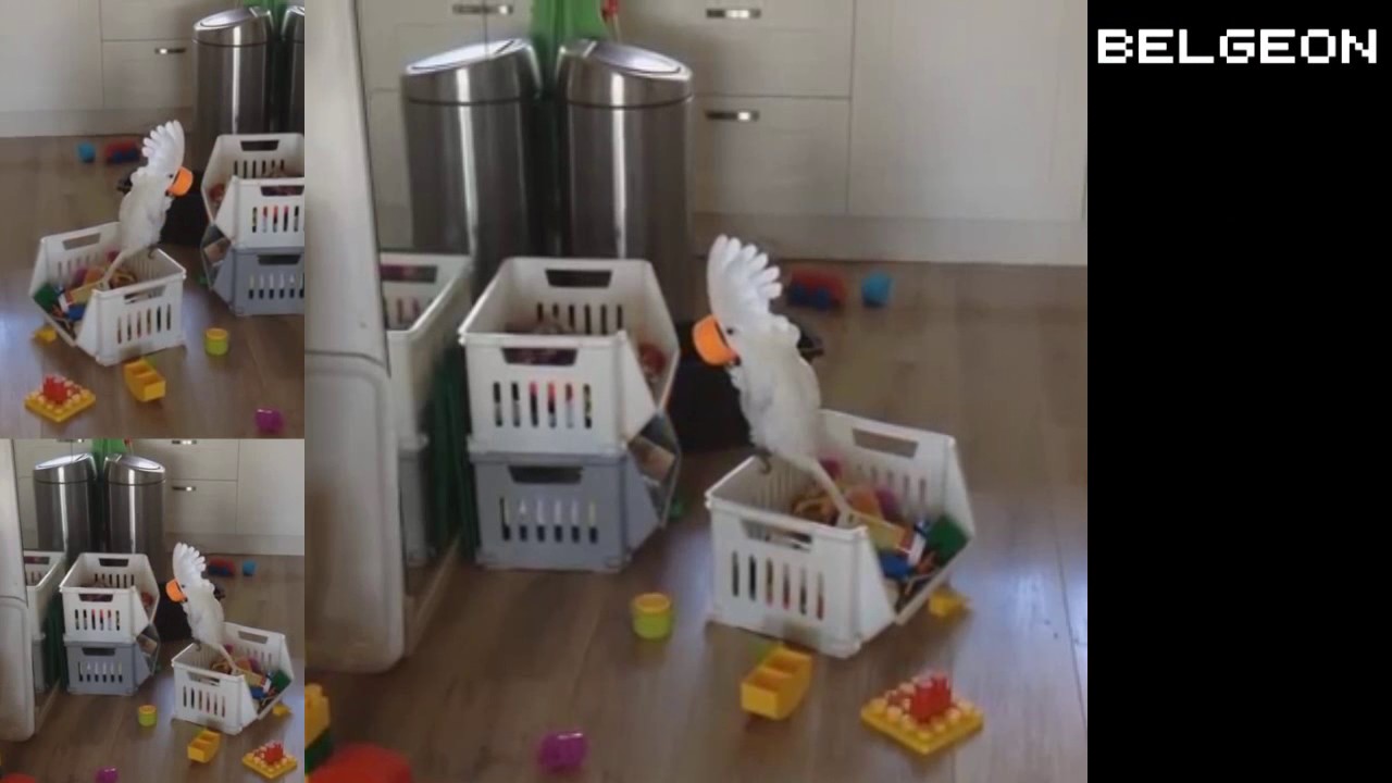 Neocockatoo