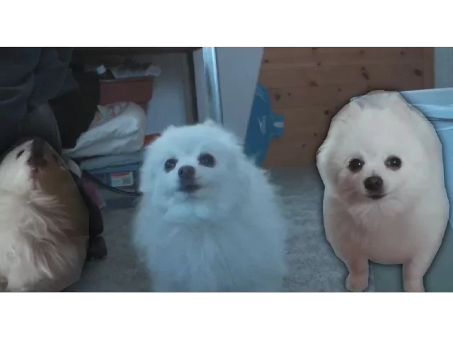 Gabe the dog - don't stop me now (Queen)