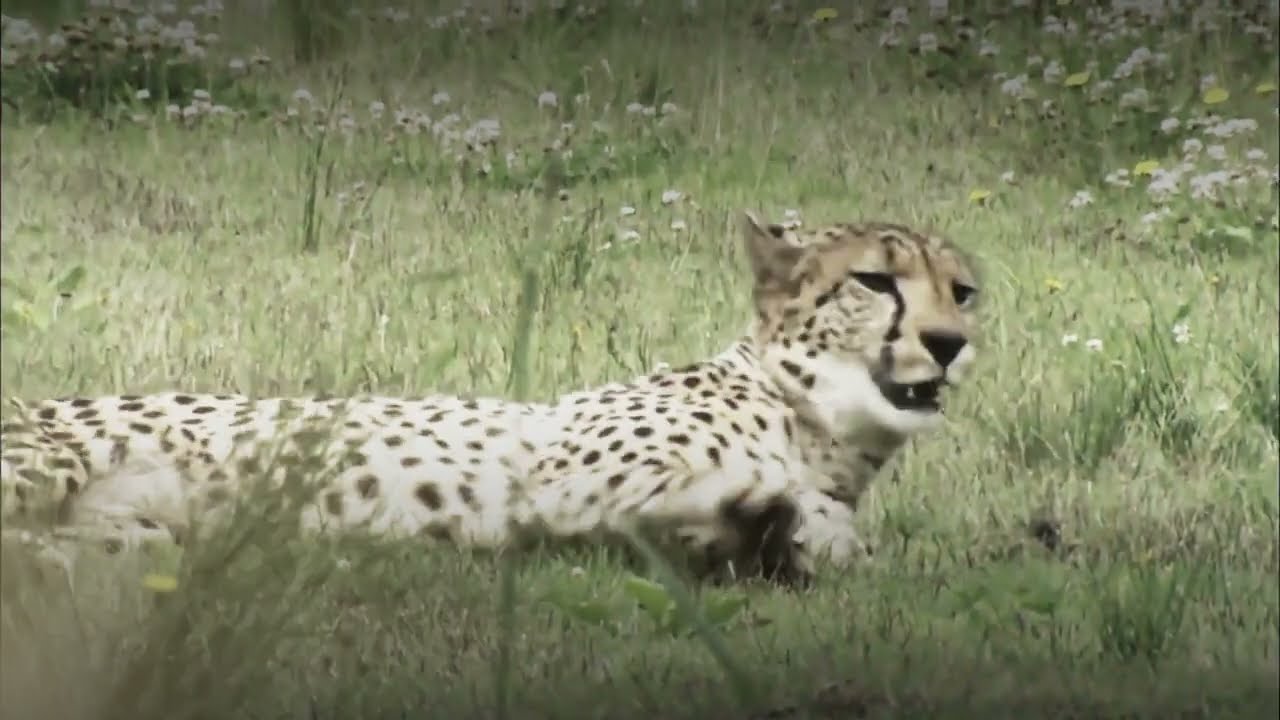 ヒステリックナイトサファリ