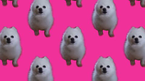 Dogstep